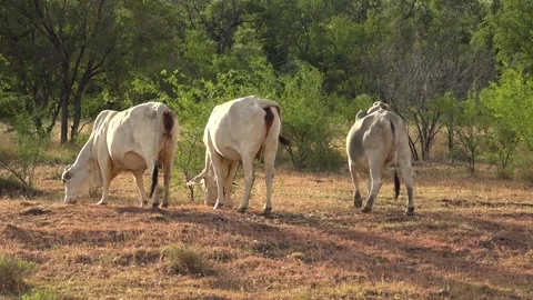 Three white cows graze in outback of Northern Territory in Australia Video stock 278097741