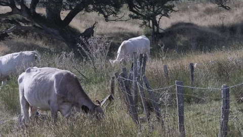 Three White Cows Grazing the Field in the Lake District Vídeo Stock 119703107