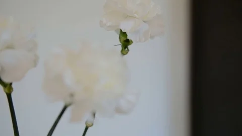 Three white cut flowers with large buds stand in a vase. Stock Footage 82357754