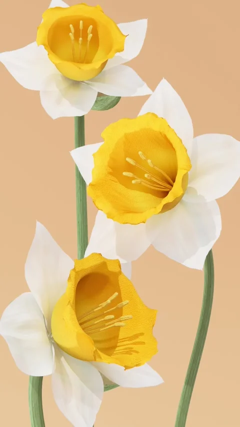 Three white daffodils with yellow trumpets blooming in vertical closeup Vídeo Stock 339285902