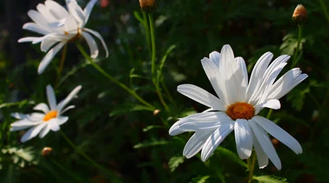 Three White Daisies Closeup Stock Footage 37656737