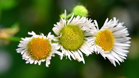 Three white daisies with closeup. Stock Footage 306335313