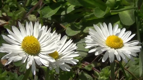 Three white daisies 스톡 동영상 334678748