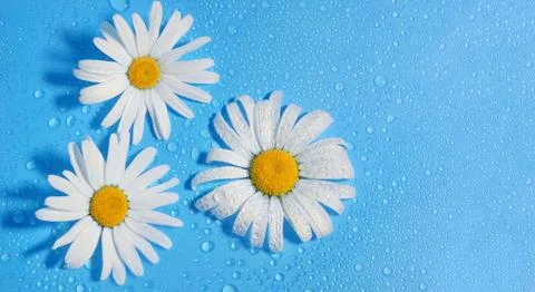 Three white Daisy on a blue background water drops, summer colors 스톡 사진