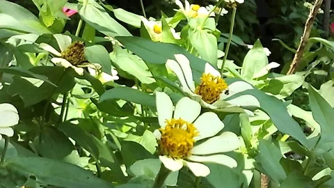 Three white daisy flower shot close up on the garden Video stock 124301470
