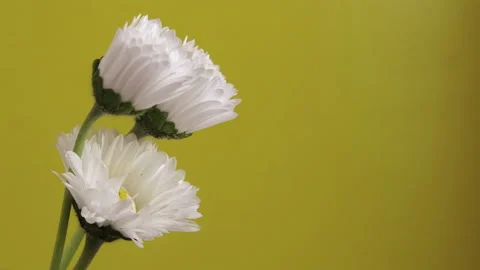Three white daisy flowers bloom on a yellow background 库存影片 155118170