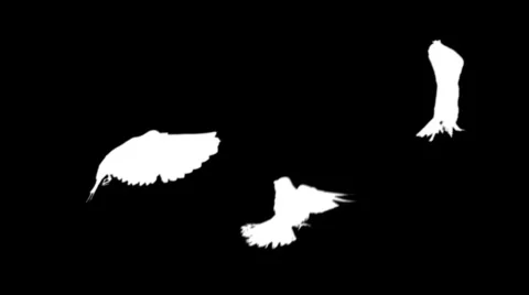 Three white doves - alpha Stock Footage