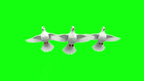 Three white doves flying isolated on green screen background Stock Footage 335632664