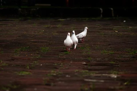 Three White Doves Walking On Brick Pavement In Urban Park. Stock Photos