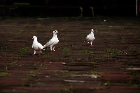 Three White Doves Walking On Brick Pavement Outdoors. Stock Photos