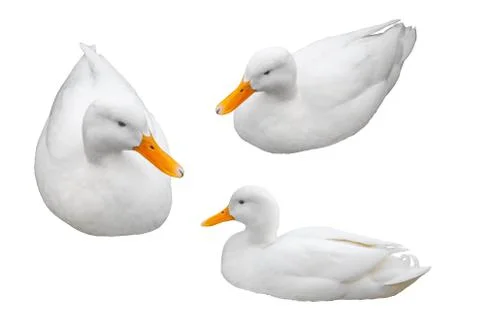 Three white duck in different positions, isolated on white background. Foto stock