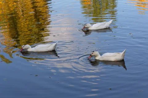 Three white ducks floating in a pond Stock Photos