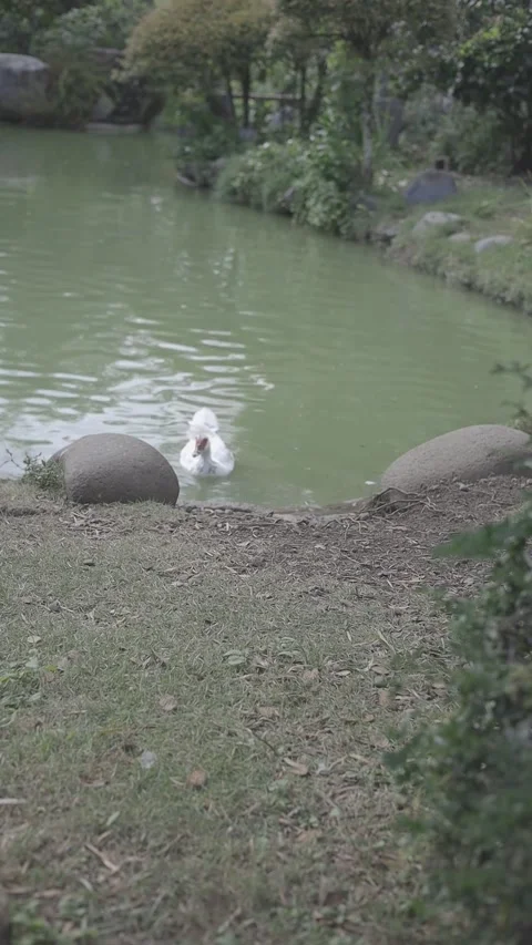Three white ducks foraging on the ground, captured from a top-down perspective Stock-Footage 331203317