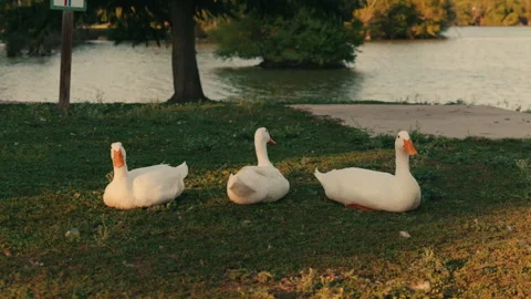 Three White Ducks Lay on Grass Near Pond Stockbeeldmateriaal 282530920
