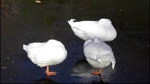 Three white ducks sleeping over frozen pond. 動画素材 139542083