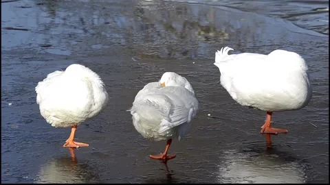 Three white ducks sleeping over frozen pond. Stock Footage 139542390