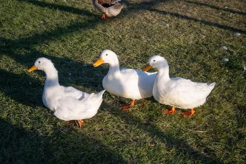 Three white ducks stand on green grass under bright sunlight in Zapopan park Stockfoto's