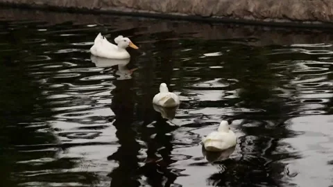 Three White Ducks Swimming Together on a Calm Pond Video stock 345701048