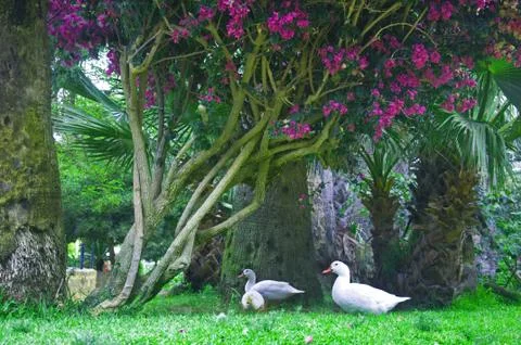 Three white ducks under the tree with purple flowers Stock Photos