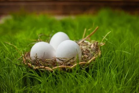 Three white Easter eggs in a basket with hay on green grass Stock Photos
