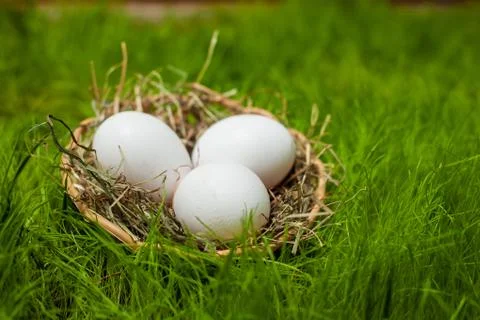 Three white Easter eggs in a basket with hay on green grass Stock Photos