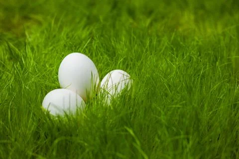 Three white Easter eggs in green grass Stock Photos
