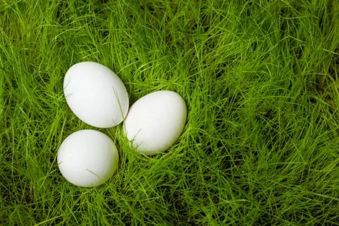 Three white Easter eggs in green grass Stock Photos