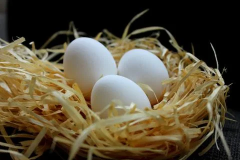 Three white eggs in nest Stock Photos