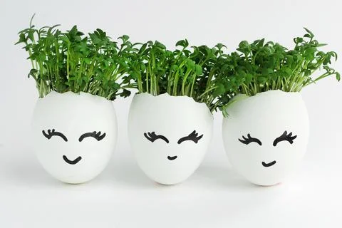Three white eggs with seedlings inside. Cute faces are painted on the shell.  写真素材