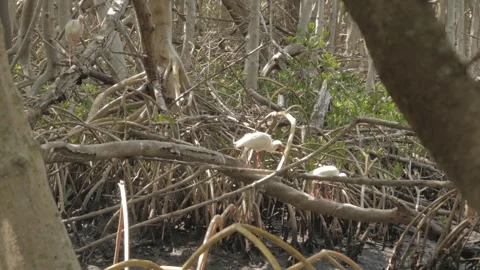 Three white Egrets perched in tree and two walking down limb to the ground walki Stock Footage 269550452