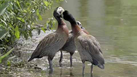 Three white faced ducks standing at waters edge preening each other. Stock Footage 151433068