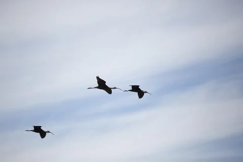 Three White-Faced Ibises in Flight Stock Photos