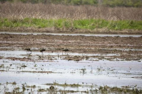 Three White-Faced Ibises Foraging Stock Photos