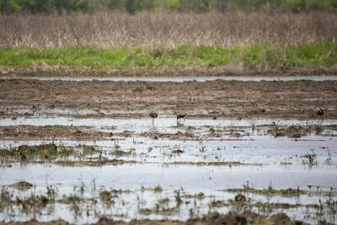 Three White-Faced Ibises Foraging Stock Photos
