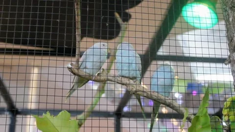 Three white feathered Grass Parrots perched on a branch 스톡 동영상 281508883