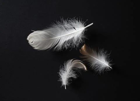 Three white feathers Stock Photos
