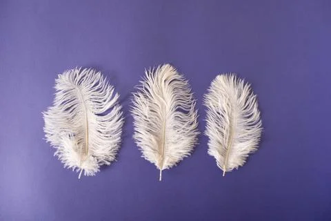Three white feathers on a purple background Foto stock