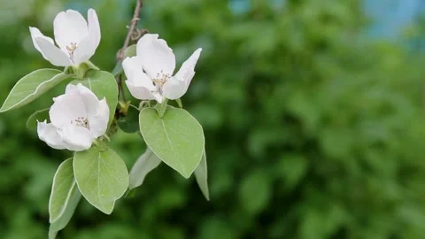 Three white flowers bloomed on a branch of quince tree on a green background Stock Footage 235604001