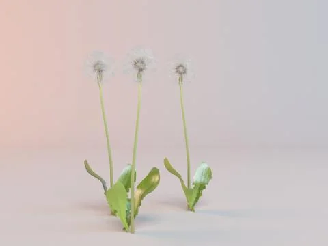 Three white flowers inside a 3d studio Stock Illustration