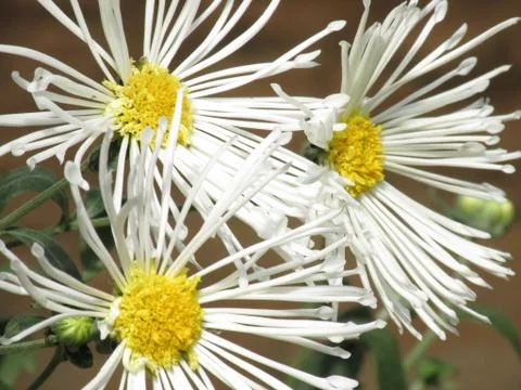 Three white flowers Photos