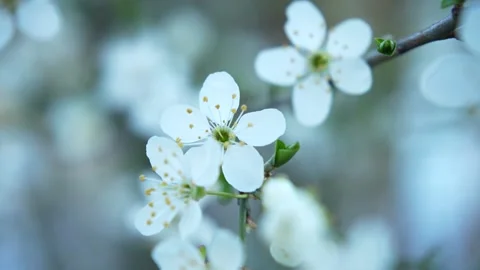 Three white flowers on a tree branch on a blurred background Stock Footage 236582135