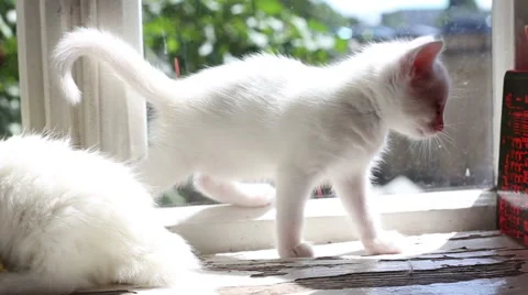 Three White fluffy Kittens are having fun Stock Footage 60945234