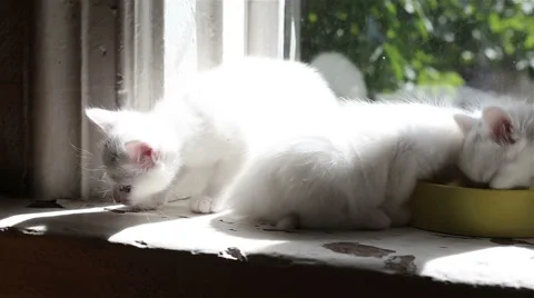 Three White fluffy Kittens are eating Stock Footage 62995750