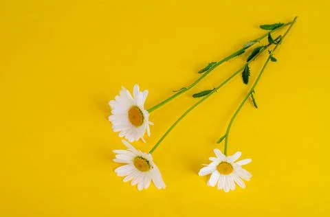 Three white fresh daisies. Studio Photo Stock Photos