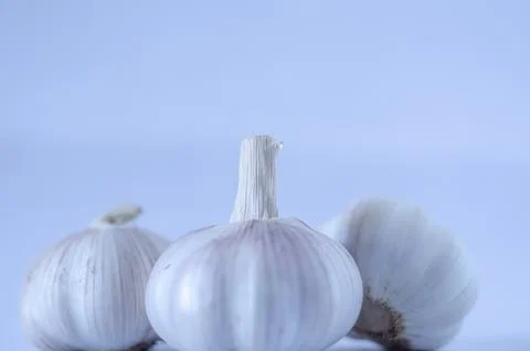 Three White Garlic Bulbs with Stems on Light Blue Background Stock Photos