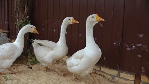 Three white geese are walking along the fence. Stock Footage 77688450
