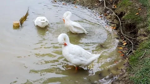 Three white geese Stock Footage 315528185