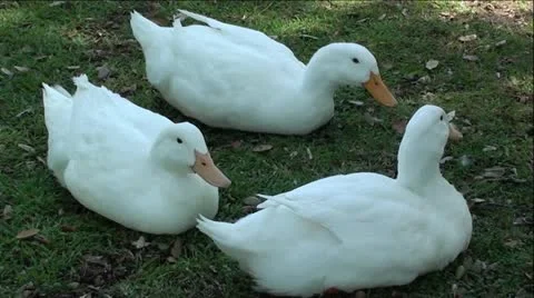 Three White Geese on Green Grass Vídeo Stock 12046570