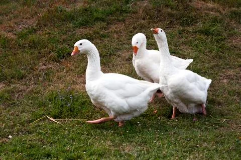 Three white geese Stock Photos