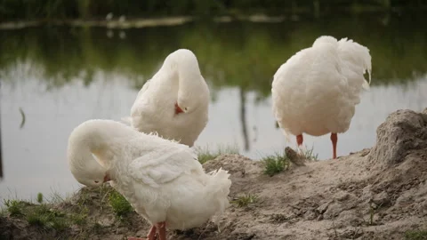 Three white geese stand by a pond, grooming their feathers Stock Footage 307196832